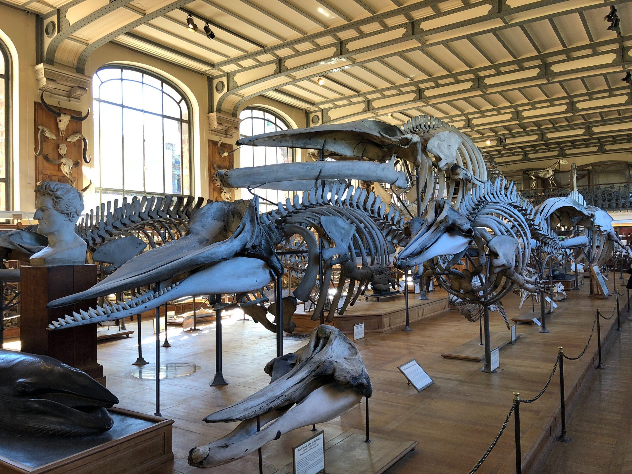 National History Museum: Preserving the Past, Informing the Future