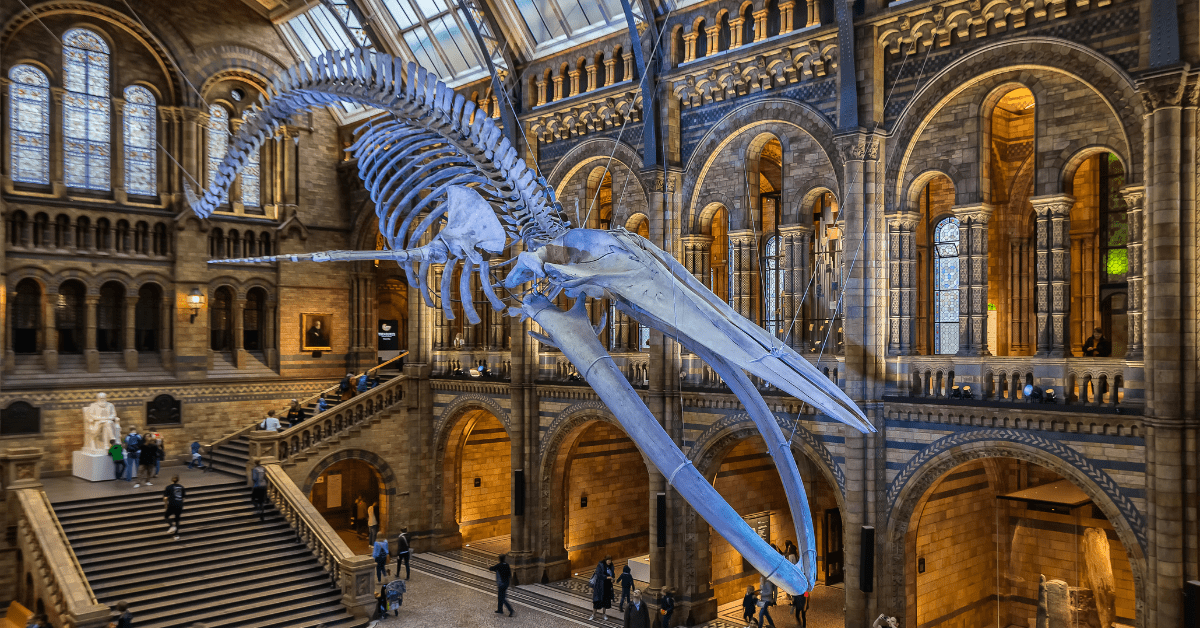 Natural History Museum London: Collections, Science and Public Programmes