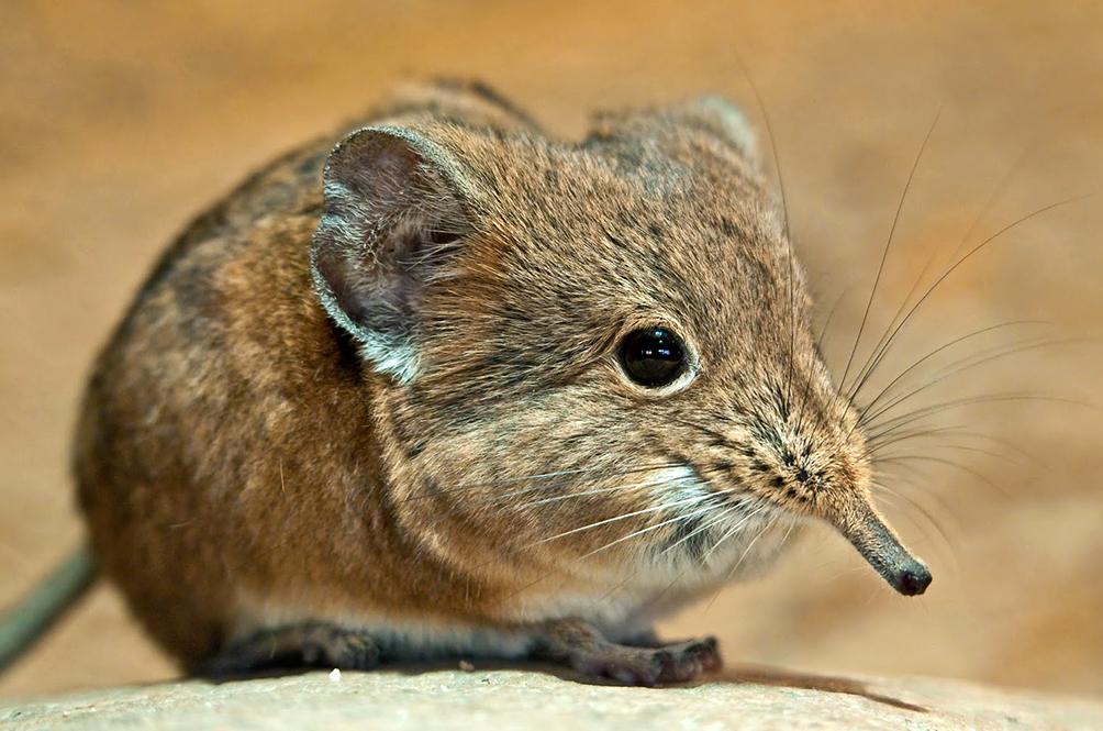 Elephant Shrew: Biology, Behaviour and Conservation