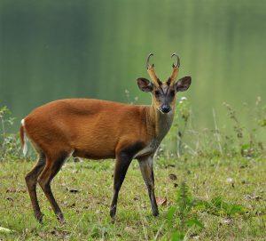 Muntjac deer rescued from Norwich M&S escalator - muntjac m&s