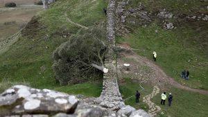 Sycamore Gap Tree: Significance and Conservation Concerns - sycamore gap tree 105