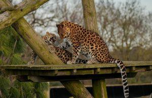 Yorkshire Wildlife Park: Conservation, Visitor Experience and Local Impact - yorkshire wildlife park 109