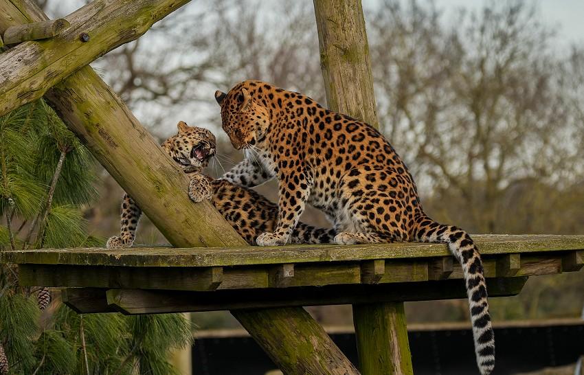 Yorkshire Wildlife Park: Conservation, Visitor Experience and Local Impact